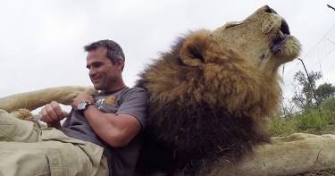 Этот парень снимает репортаж о львах... Но у его мохнатого друга другие планы. Какой болтливый лев!