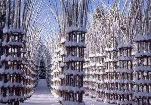 Этот величественный собор сделан из живых деревьев... Никогда не видел ничего подобного!