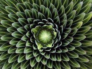 Геометрия в природе: 18 потрясающих растений, которые гипнотизируют с первого взгляда.
