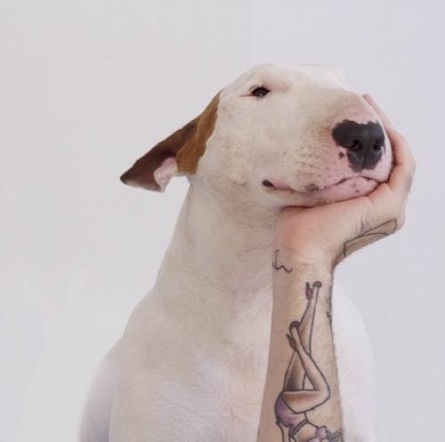 Хиты 2014-го года! 29 самых популярных селфи собак, которые потрясли весь мир.