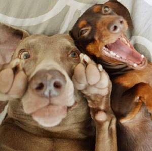 Хиты 2014-го года! 29 самых популярных селфи собак, которые потрясли весь мир.