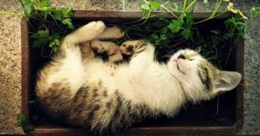 Хвостатые хулиганы: 20 уморительных снимков котов, которые думают, что они - растения.