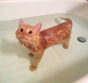 Кто сказал, что коты не любят воду? Эти 14 снимков разнесут все стереотипы в пух и прах.