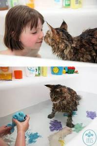 Кто сказал, что коты не любят воду? Эти 14 снимков разнесут все стереотипы в пух и прах.