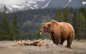 Лучшие уроки воспитания: большие медведицы учат своих малышей, как выжить в дикой природе.