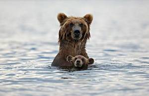 Лучшие уроки воспитания: большие медведицы учат своих малышей, как выжить в дикой природе.