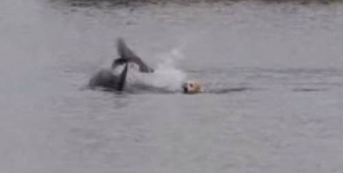 Мальчик заметил в гавани мертвого дельфина... Это событие стало началом невероятной истории.