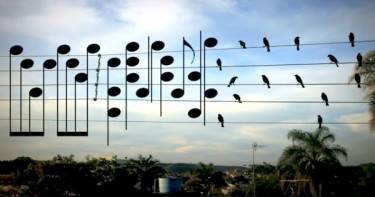 Мужчина сделал обычное фото птиц на проводах и превратил его в музыкальную композицию. Потрясающе!