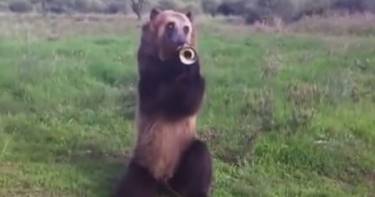 Нет, тебе не показалось, этот медведь действительно играет на трубе! Удивительно, что он еще вытворяет...