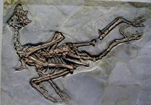 Невероятное открытие: ученые нашли хвост динозавра в куске янтаря.