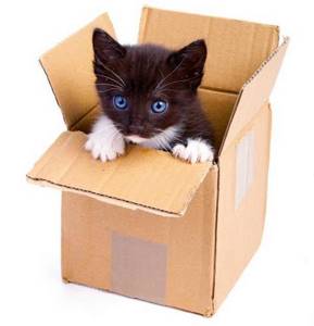 Ни для кого не секрет, что коты обожают коробки. Но ты удивишься, когда узнаешь почему!