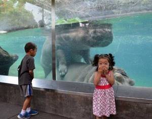 Ожидания и реальность: 19 забавных случаев, когда поход в зоопарк накрылся медным тазом.
