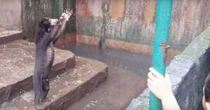 После того как это видео попало в Сеть, зоопарк чуть не закрыли!