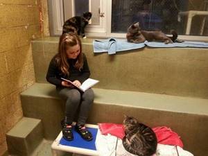 Приют для животных привлекает детей читать для бездомных кошек. Отличная идея!