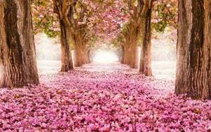 Рай для души эстета: 10 самых прекрасных цветов в мире. Прямо перехватывает дыхание...
