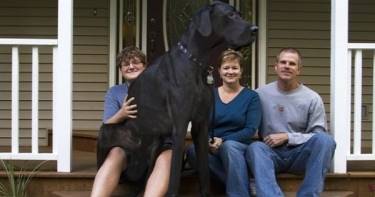 Самая высокая собака в мире ушла из жизни. Мы будем скучать по тебе, Зевс!