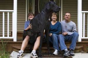 Самая высокая собака в мире ушла из жизни. Мы будем скучать по тебе, Зевс!