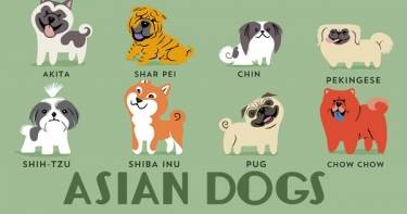 Собаки со всего мира: самые популярные породы собак и их происхождение.