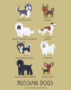 Собаки со всего мира: самые популярные породы собак и их происхождение.