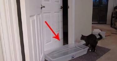 У этого кота особенный талант. И никакая дверь не станет ему на пути!