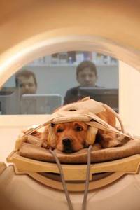 Ученые исследовали мозг собак и узнали, что они на самом деле о нас думают. Удивительное открытие!