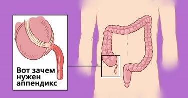 Ученые совершили невероятное открытие! Теперь стало известно, зачем же человеку на самом деле аппендикс.
