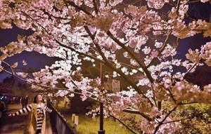 Весна пришла, но не к нам. В Китае расцвела сакура: 15 потрясающей красоты фото.