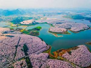 Весна пришла, но не к нам. В Китае расцвела сакура: 15 потрясающей красоты фото.