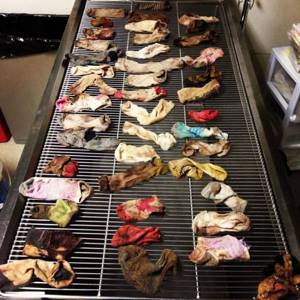 Ветеринар нашел 43 с половиной носка в желудке собаки! И куда только смотрели хозяева?