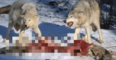 Вот что случится, если запустить волков в лес, где слишком много оленей... Иногда природа жестока!
