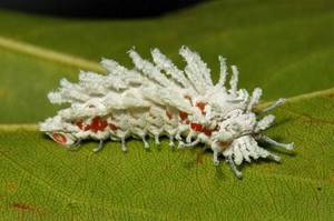 Впервые увидев этих жутких гусениц, я и не думал, что они превратятся в таких прекрасных созданий...