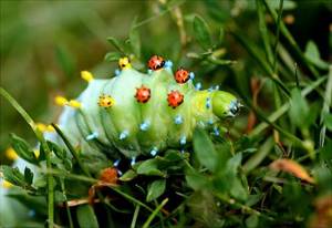 Впервые увидев этих жутких гусениц, я и не думал, что они превратятся в таких прекрасных созданий...