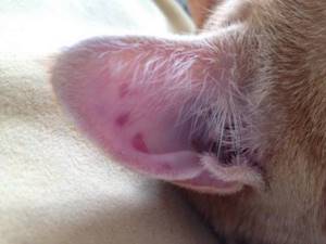 Замечал ли ты когда-нибудь на ушах у кошки эти кармашки? Они выполняют очень важную функцию!