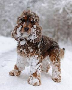 Животные, которые видят снег впервые в жизни. Эти волшебные фото подарят тебе зимнее настроение!