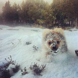 Животные, которые видят снег впервые в жизни. Эти волшебные фото подарят тебе зимнее настроение!