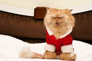 Знакомьтесь, это Гарфи! Самый злой и самый недовольный кот в мире.