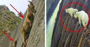 10 фото, доказывающих, что горные козлы плевать хотели на этот ваш закон тяготения.