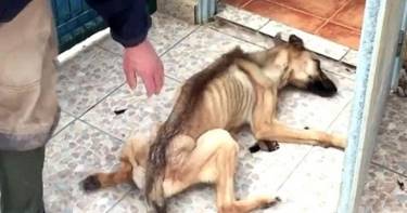 10 месяцев эту собаку изнуряли голодом. Но сейчас ее просто не узнать!