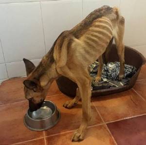 10 месяцев эту собаку изнуряли голодом. Но сейчас ее просто не узнать!