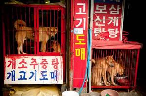 10 жутких кадров, сделанных на собачьих рынках в Северной Корее... Зрелище не для слабонервных!