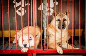 10 жутких кадров, сделанных на собачьих рынках в Северной Корее... Зрелище не для слабонервных!
