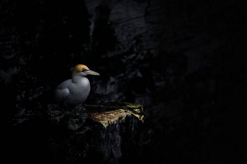 17 лучших фото птиц с конкурса Bird Photographer of the Year.