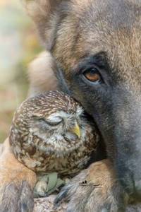 30 фото о том, что дружба бывает даже между совами и собаками.