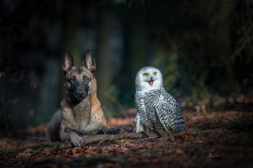 30 фото о том, что дружба бывает даже между совами и собаками.