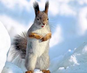30 фотографий животных, которые растопят твое ледяное сердце.