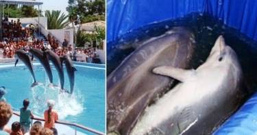 Что творится за кулисами шоу с дельфинами. Шокирующая правда, раскрывающая глаза на многое!