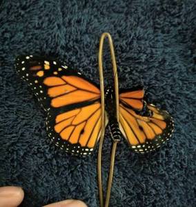 Девушка обнаружила бабочку с поврежденным крылом. И тут она достала ножницы...