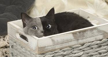 Двуликий котенок из Франции вырос в красивейшего кота в мире и стал звездой Интернета.
