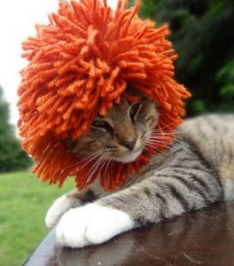 Эта девушка создает забавнейшие шапочки для хвостатых мурлык... Твой котик уже мечтает о такой!