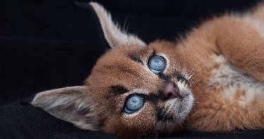 Эти редчайшие котята стоимостью 11 000 $ — наимилейшие существа в мире!